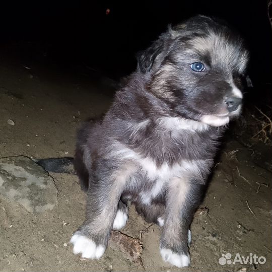 Малыши в добрые руки