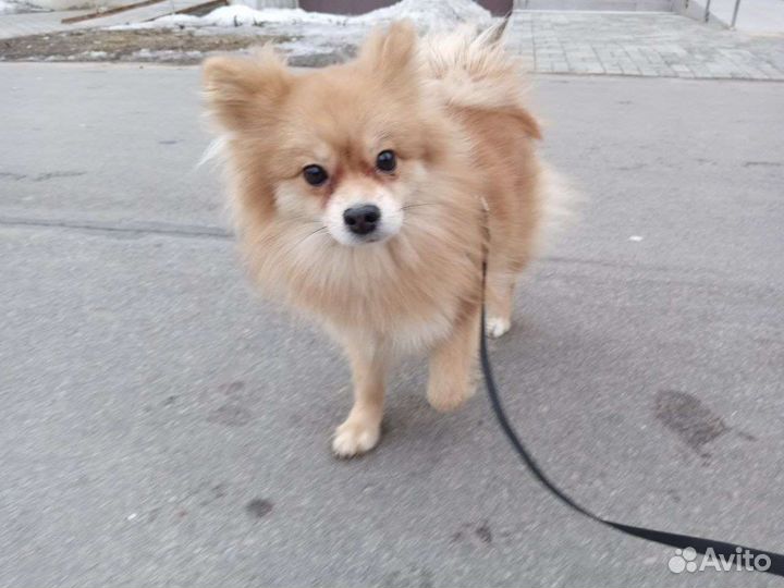 Шпиц