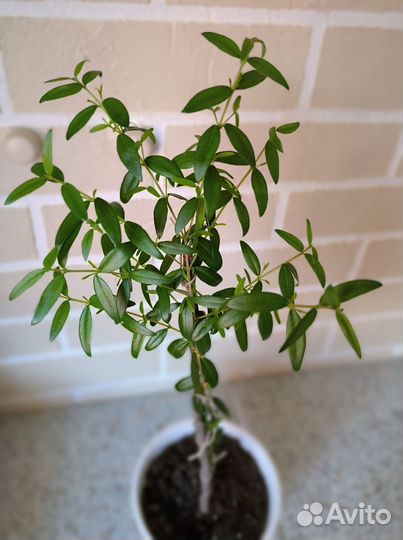 Мирт для формирования