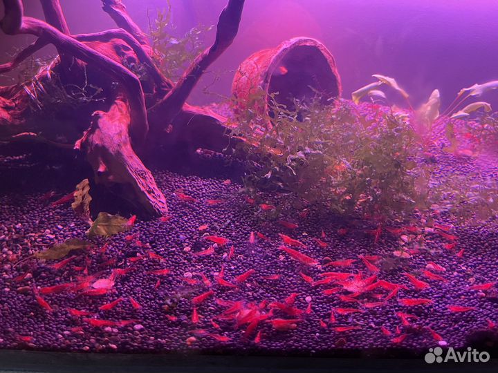 Аквариумные креветки (красная вишня), chery