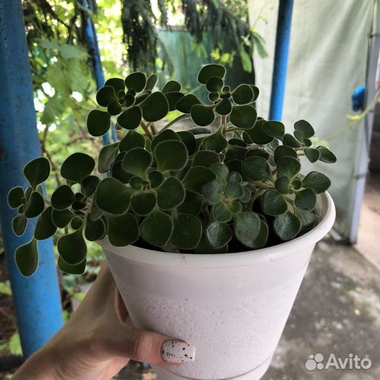 Аихризон дерево любви