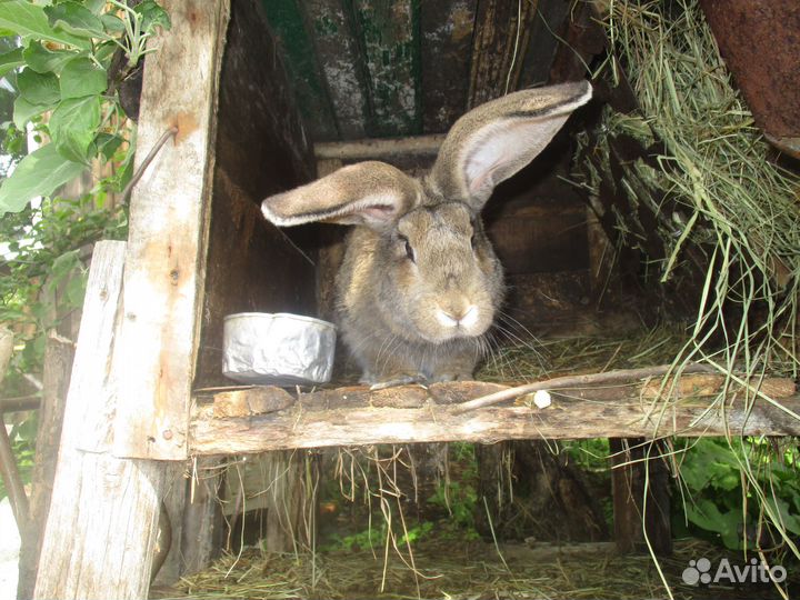 Продам кроликов и мясо кроликов