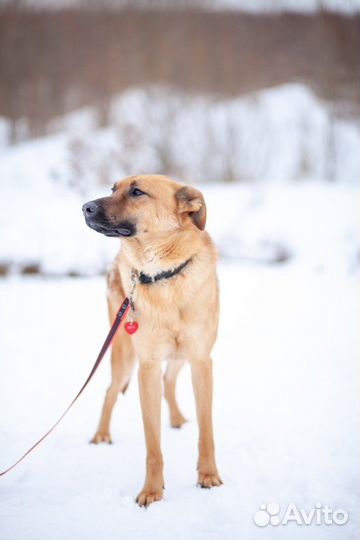 Собака в добрые руки