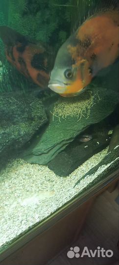 Астронотус