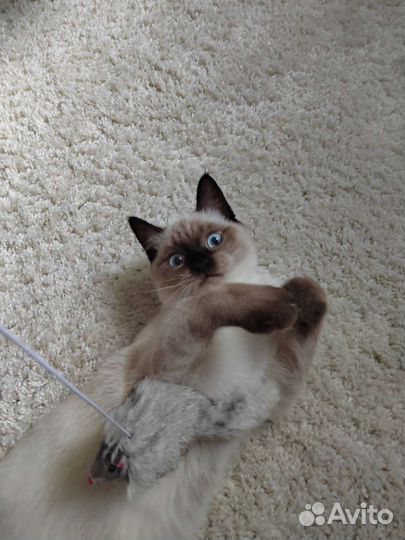 Потерялся кот