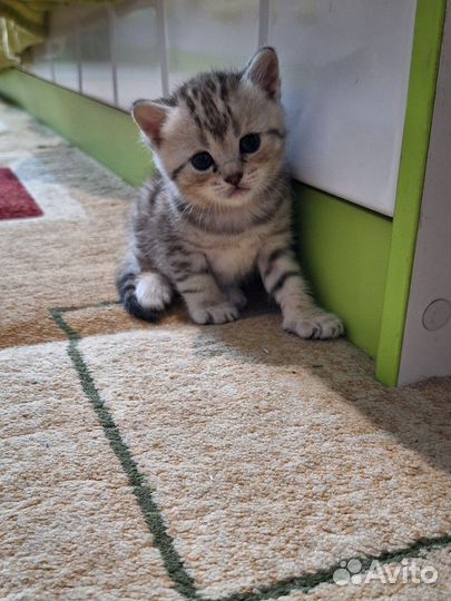 Шотландские котята
