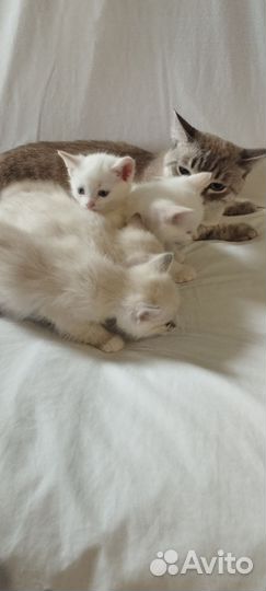 Тайские котята