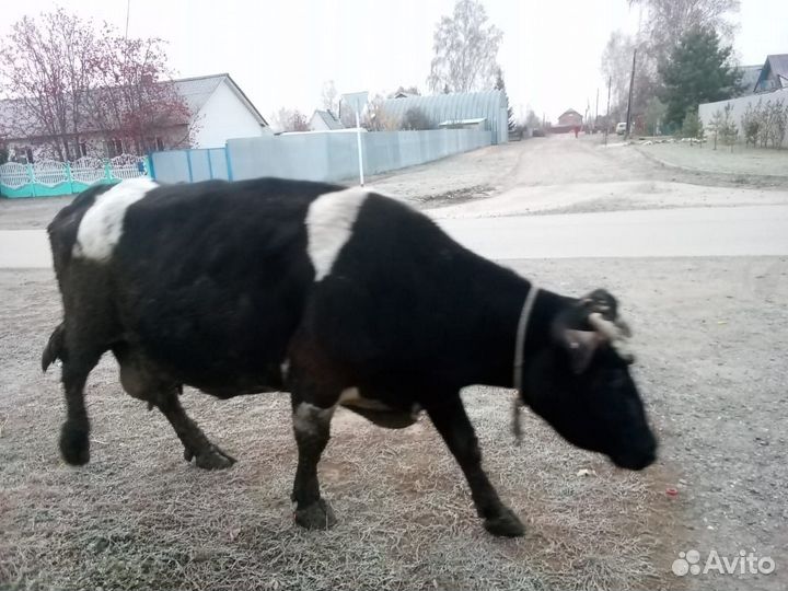 Корова на мясо