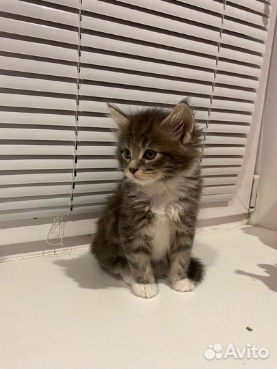 Котята
