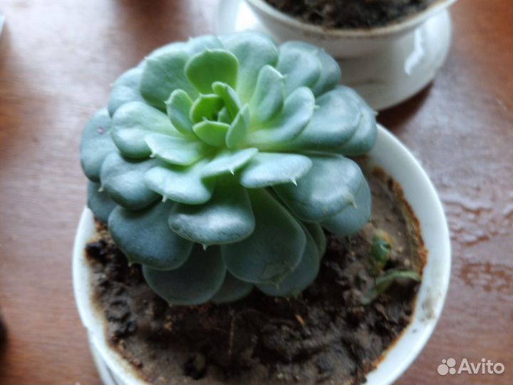 Суккуленты