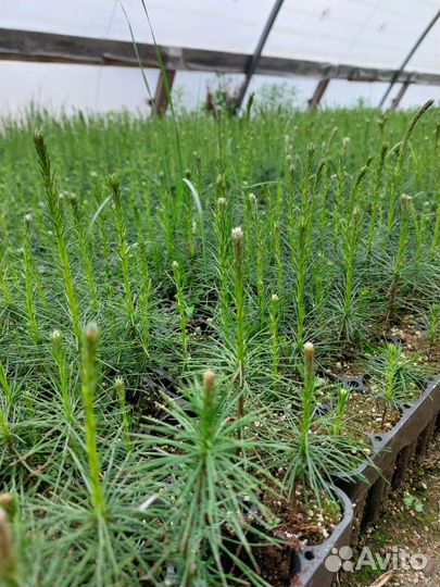 Саженцы сосны обыкновенной окс от производителя