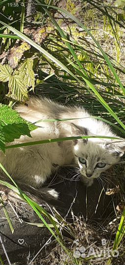 Отдам котенка в добрые руки