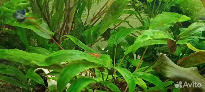 Аквариумные растения