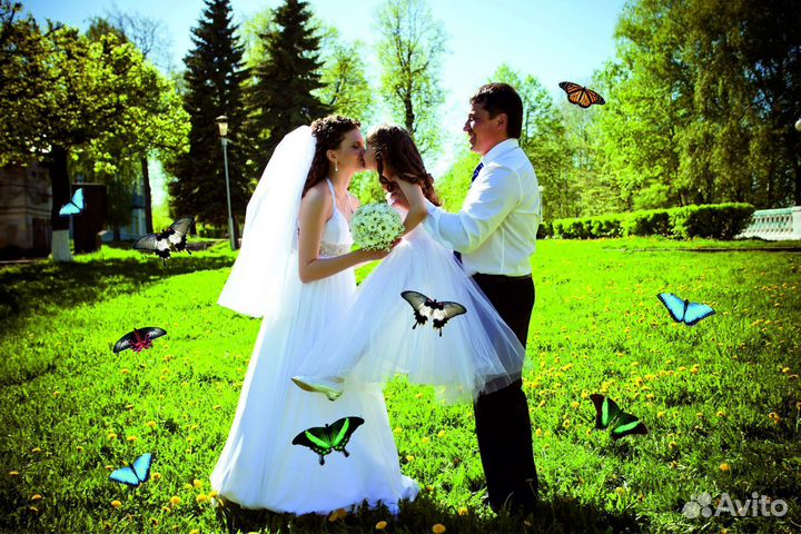 Салют из 10 Живых Тропических Бабочек с/б-11