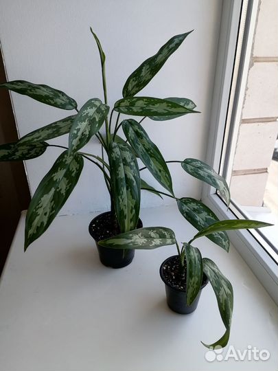 Комнатные цветы