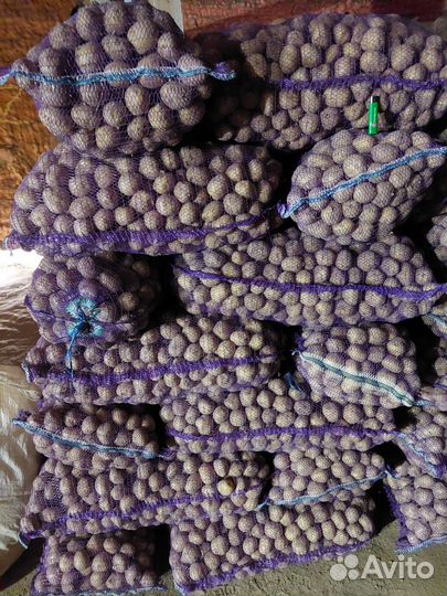 Картофель семенной