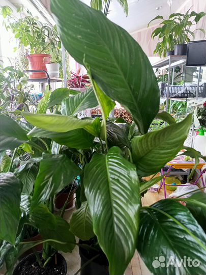 Продам Спатифиллиум
