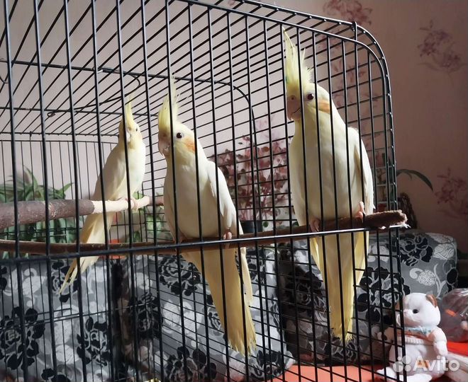 Птенцы нимфа- корелла и волнистые попугаи