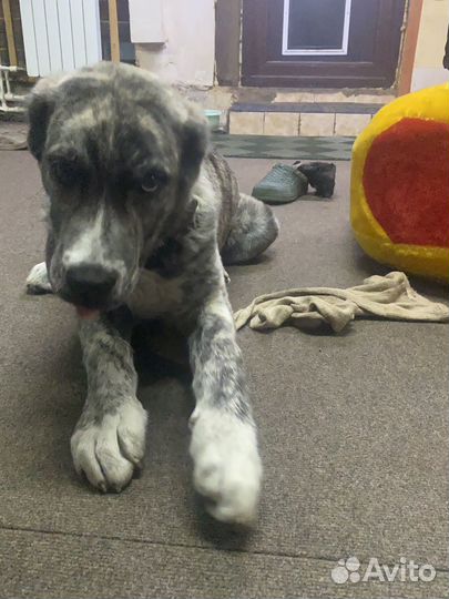 Продажа щенков алабая