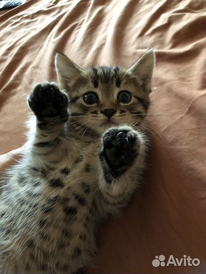 Отдам в добрые руки котенка
