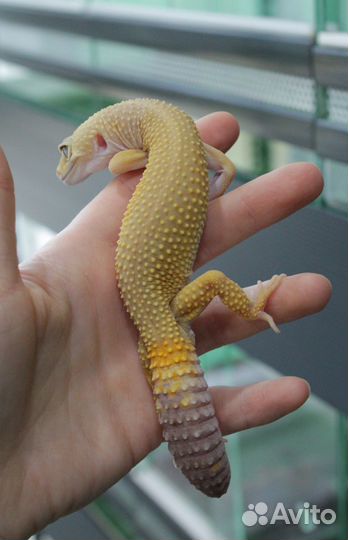 Геккон эублефар