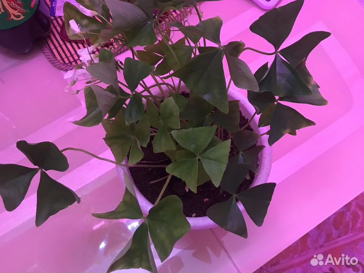 Кислица оксалис