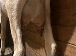 Нубийская коза 100 покрытая(Мурсия)