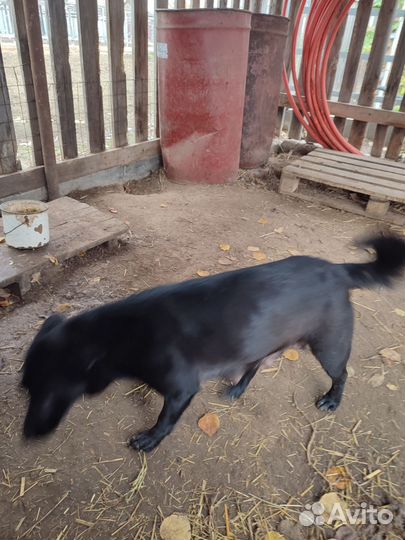 Щенки дворовой породы