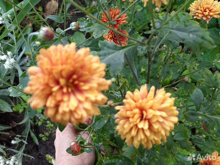 Хризантемы