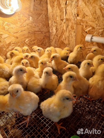 Цыплята бройлеры
