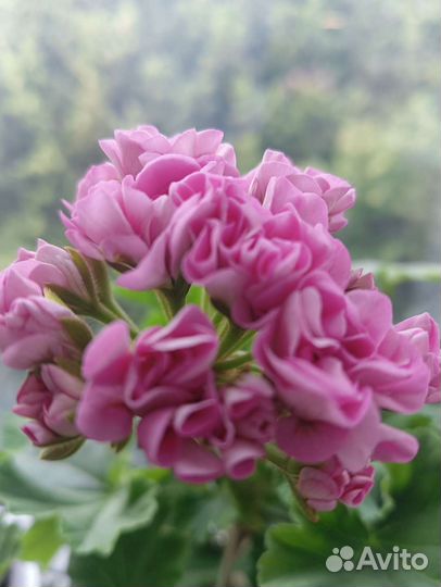 Пеларгония