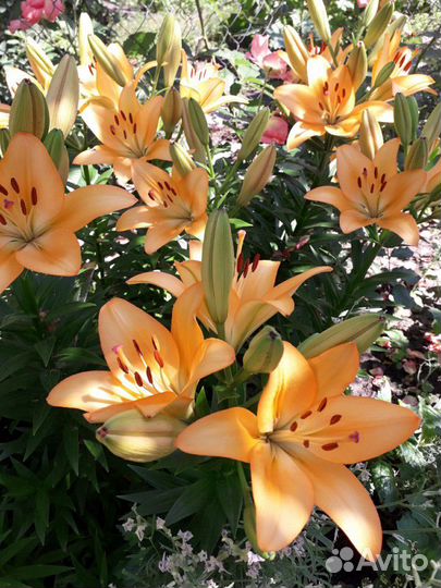 Луковицы лилий