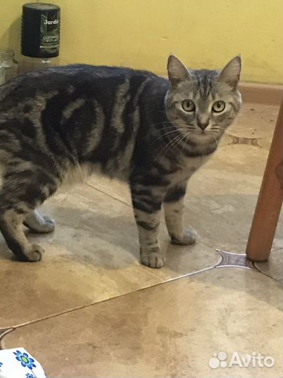 Воспитанные кошечки ищут новых хозяев