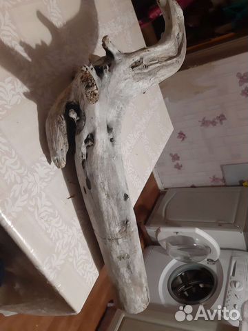 Коряга в террариум