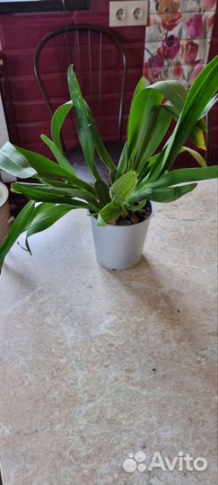 Орхидея камбрия