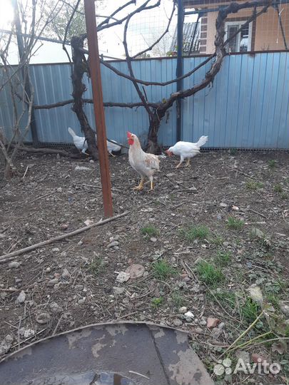 Молодые петушки легорн белый,далматинец,изабелла