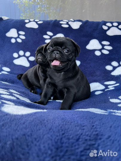 Щенки мопса черные