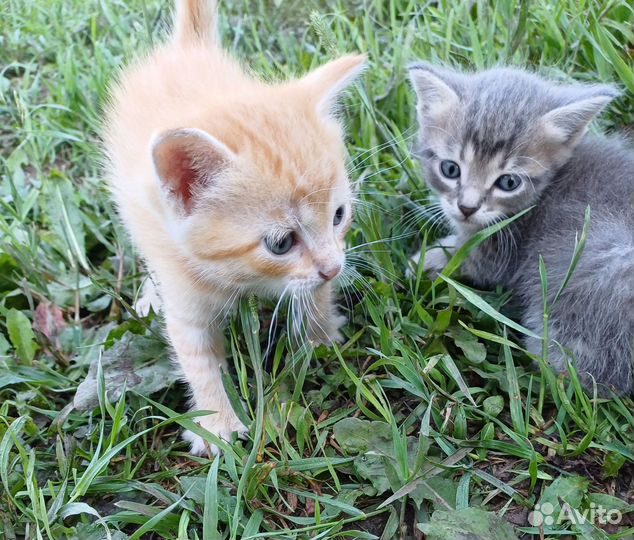 Котята