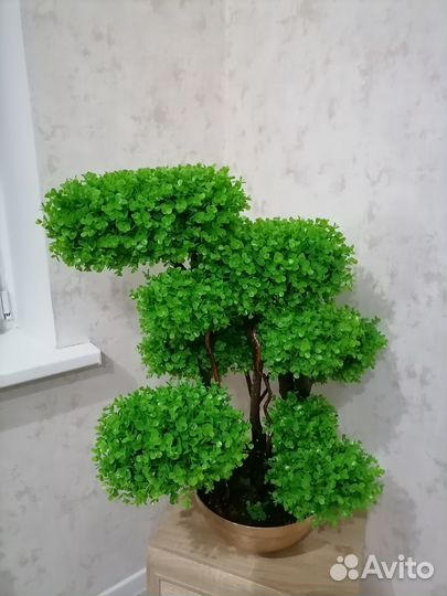 Дерево самшит