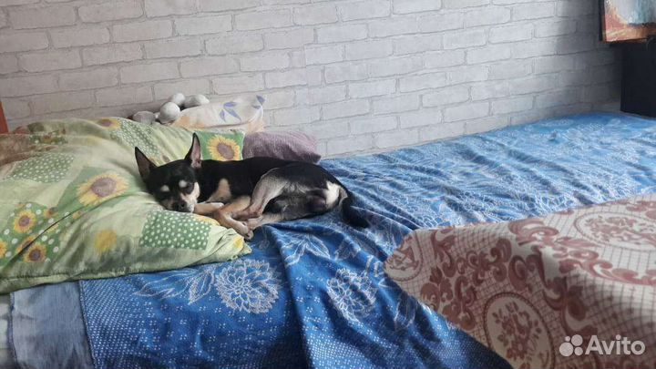 Вязка русский той