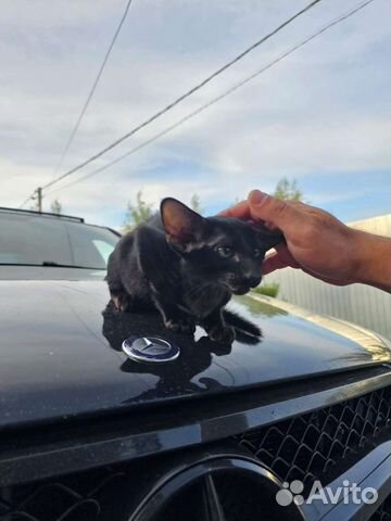 Огромный ориентальный чёрный кот + много видео объявление продам