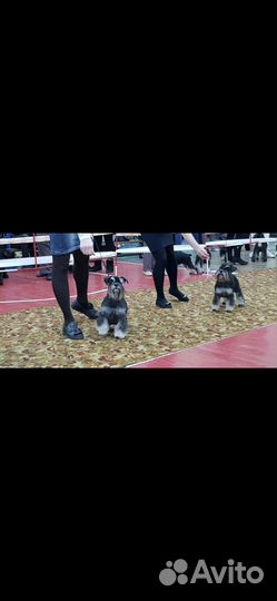 Щенки цвергшнауцер