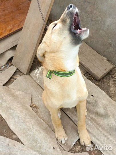 Неизвестная помесь