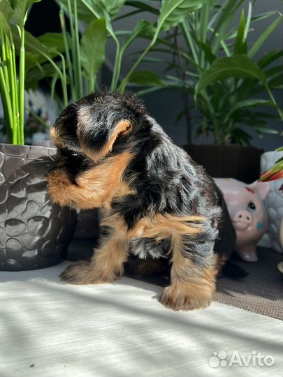 Йоркширский терьер