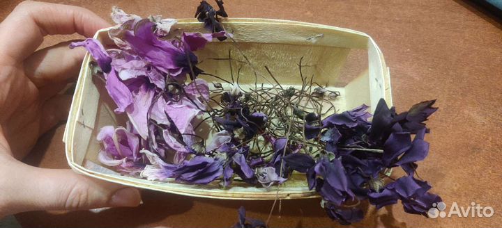 Высушенные цветы цикломена