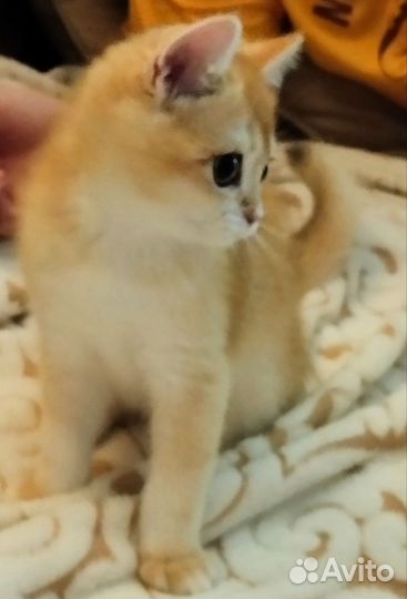 Девочка с правом разведения