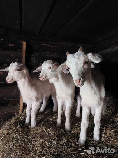 Козлята