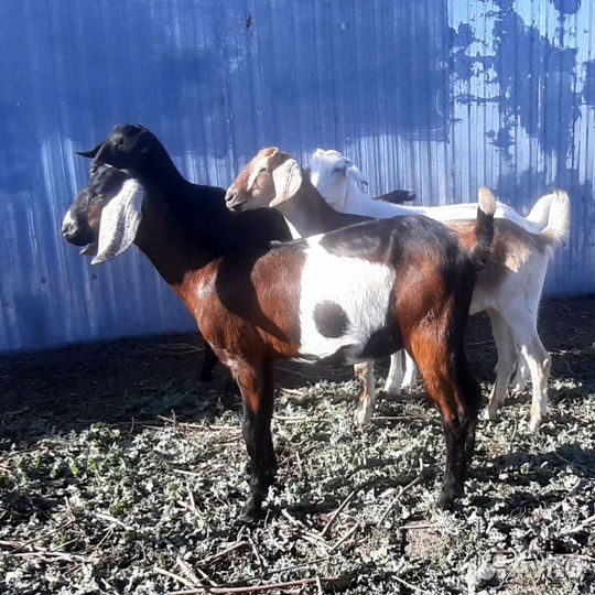 Продам нубийских козочек. Козлики на племя