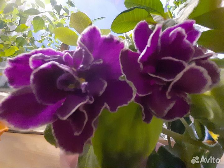 Комнатные растения