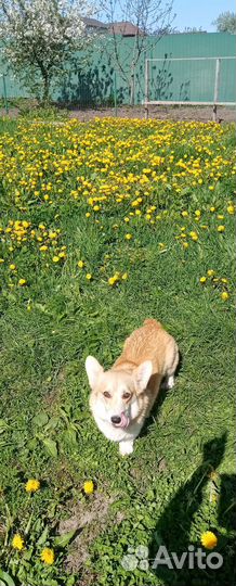 Щенки корги пемброк